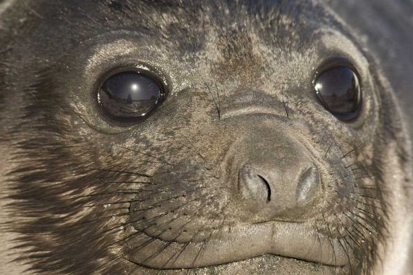 South Georgia Island Of elephant seal pups face